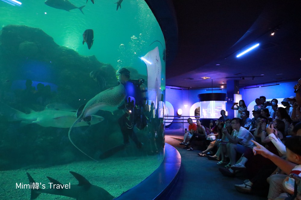 澎湖景點 澎湖水族館 波浪海堤 鯊魚餵食秀 海底隧道 內外好玩必拍亮點大公開 Mimi韓の旅遊生活