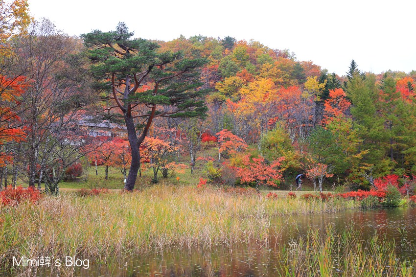 【福島】觀音沼森林公園：日本東北賞楓景點，旅行就該隨遇而安，雨天楓紅也很美。