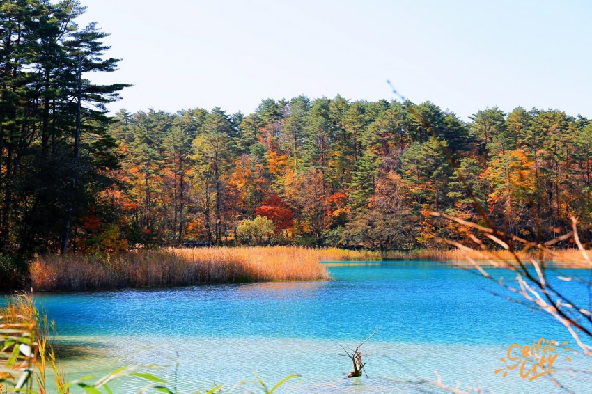 【福島景點】五色沼(附交通資訊)：磐梯高原夢幻湖沼紅葉，美的不現實啊