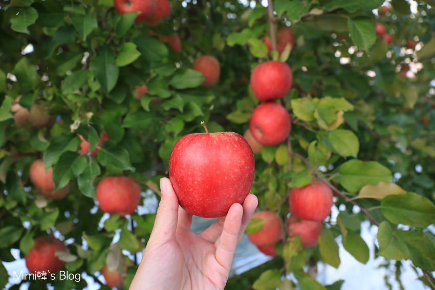 【福島景點】Marusei果樹園（まるせい果樹園）：蘋果、葡萄、水蜜桃⋯當季水果採採樂