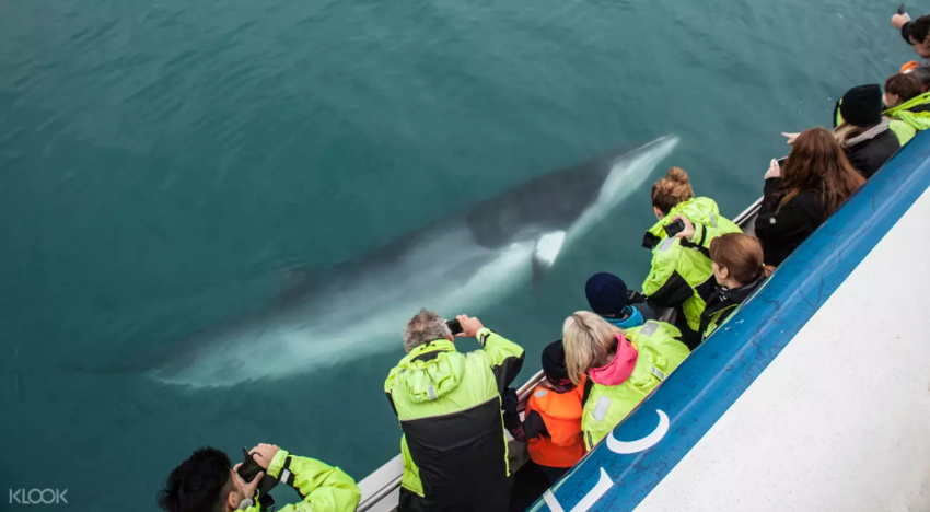 【冰島賞鯨Tour】雷克雅維克出發看鯨魚：最佳賞鯨季節推薦，機率超過95%
