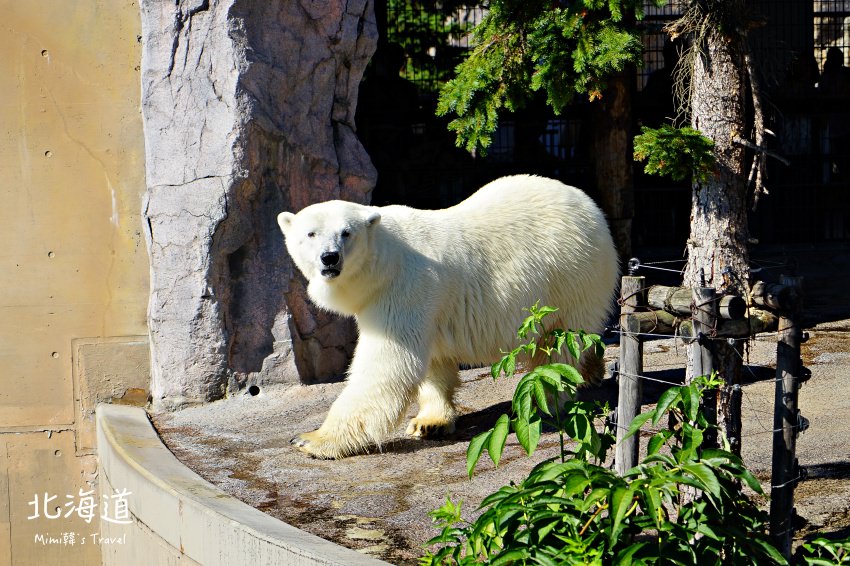 【北海道親子景點】旭山動物園：北極熊、企鵝極地動物面對面，海豹游泳超療癒
