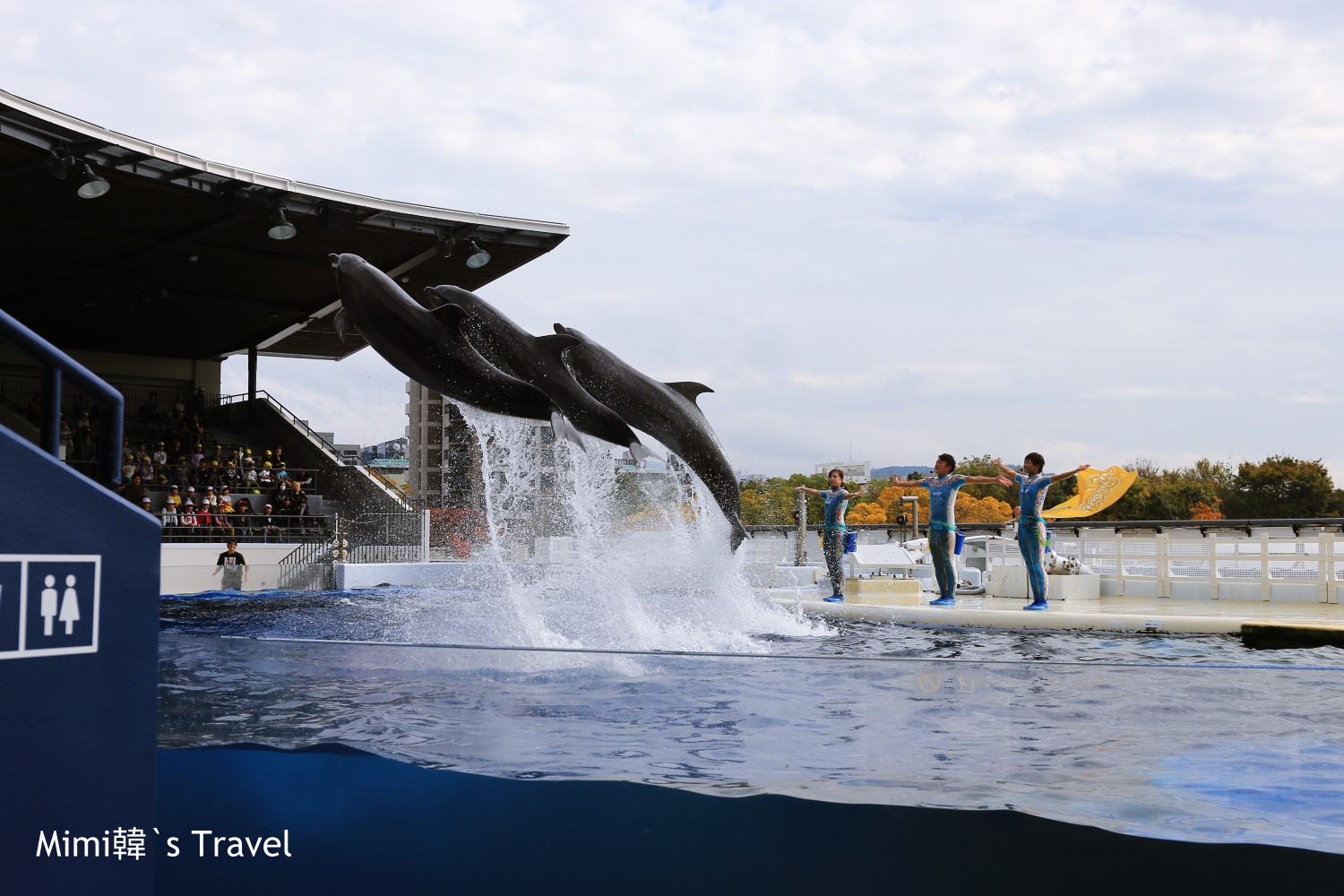 【京都】京都水族館(附交通)：JR京都站旁親子景點，歡樂海豚秀，當雨天備案也不賴