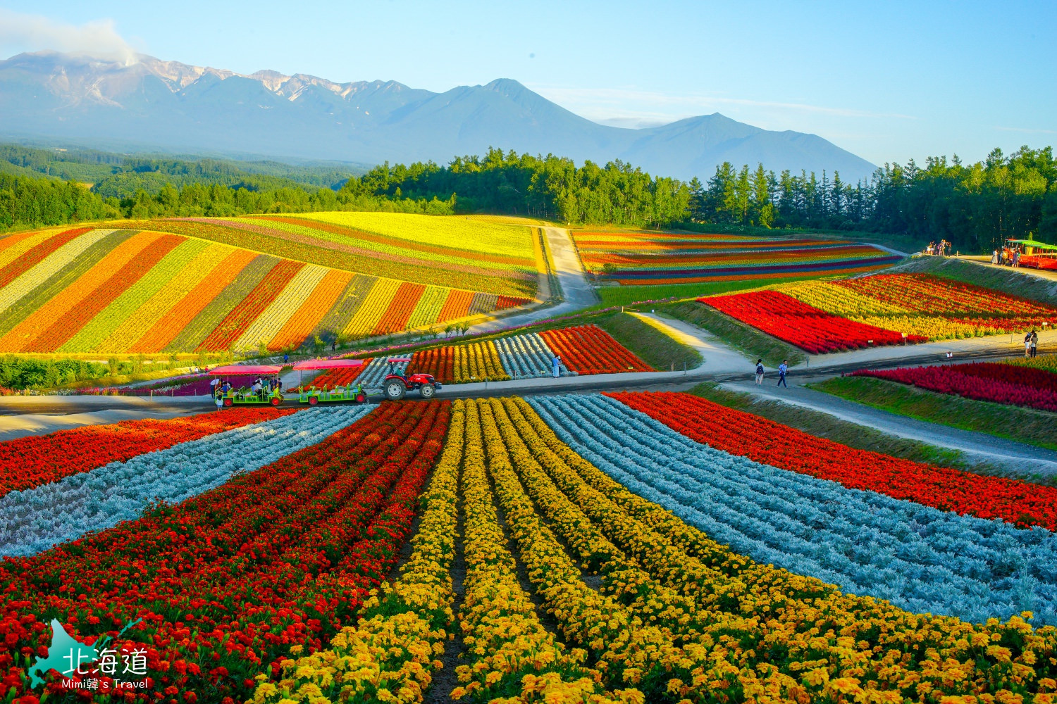 北海道で見られる花8選！絶景のおすすめ名所スポットもご紹介！ | たび日和