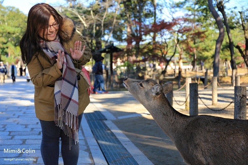 【奈良一日遊】大阪怎麼去奈良？搭乘近鐵奈良前往奈良東大寺、春日大社，買鹿仙貝餵小鹿好好玩