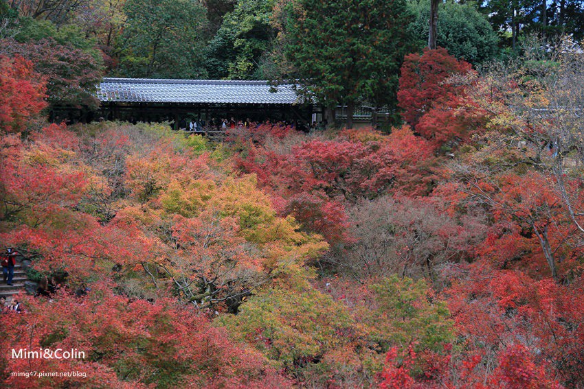 【京都賞楓景點】東福寺：交通搭乘京阪電車，必拍通天橋紅葉，楓紅顏色也太美了！