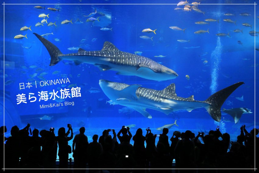 【沖繩景點】美麗海水族館：必逛黑潮之海大水槽，鯨鯊、鬼蝠魟悠遊好震撼。