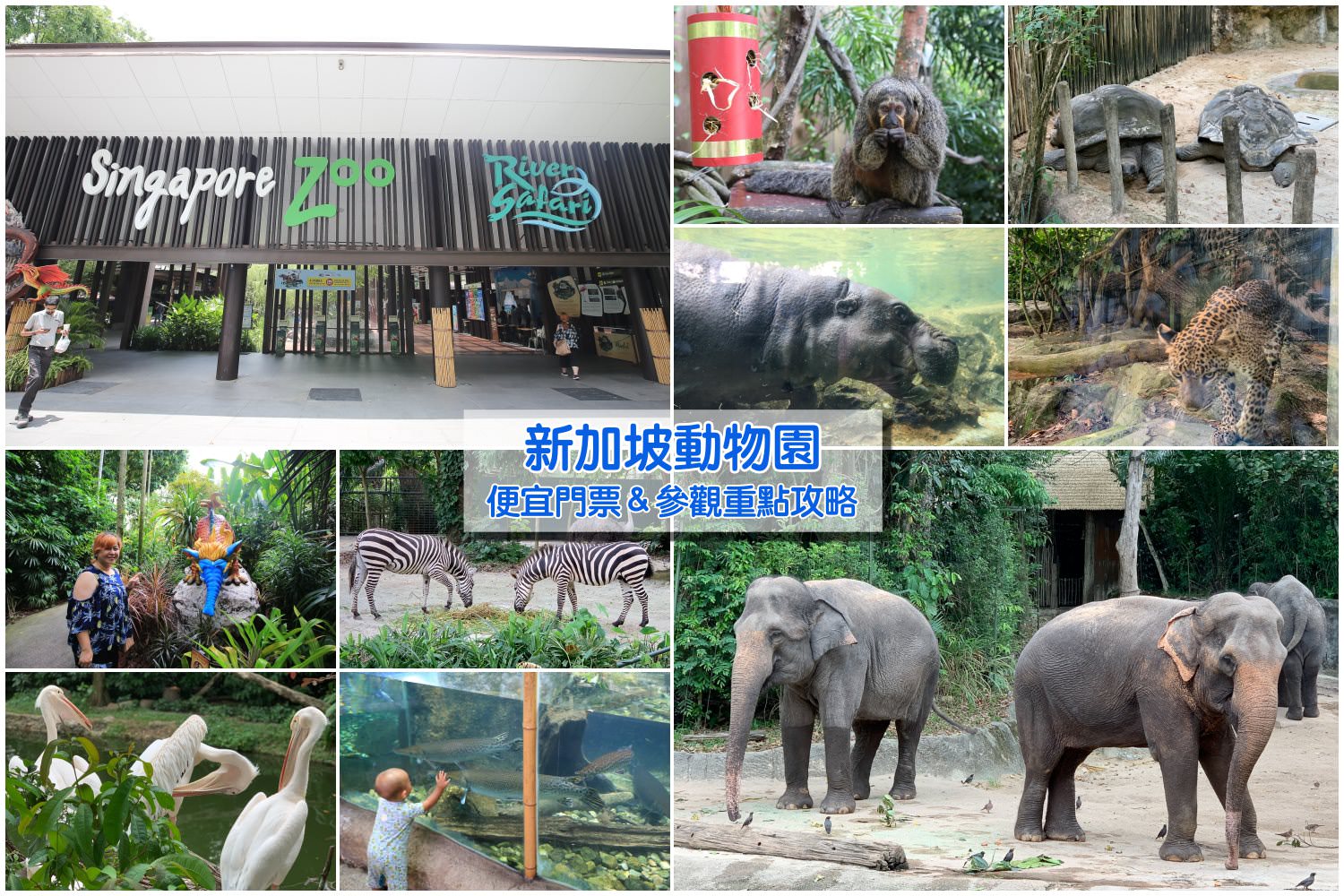 【新加坡動物園】便宜門票＆參觀重點攻略！動物自然接觸，還能餵大象、犀牛和長頸鹿