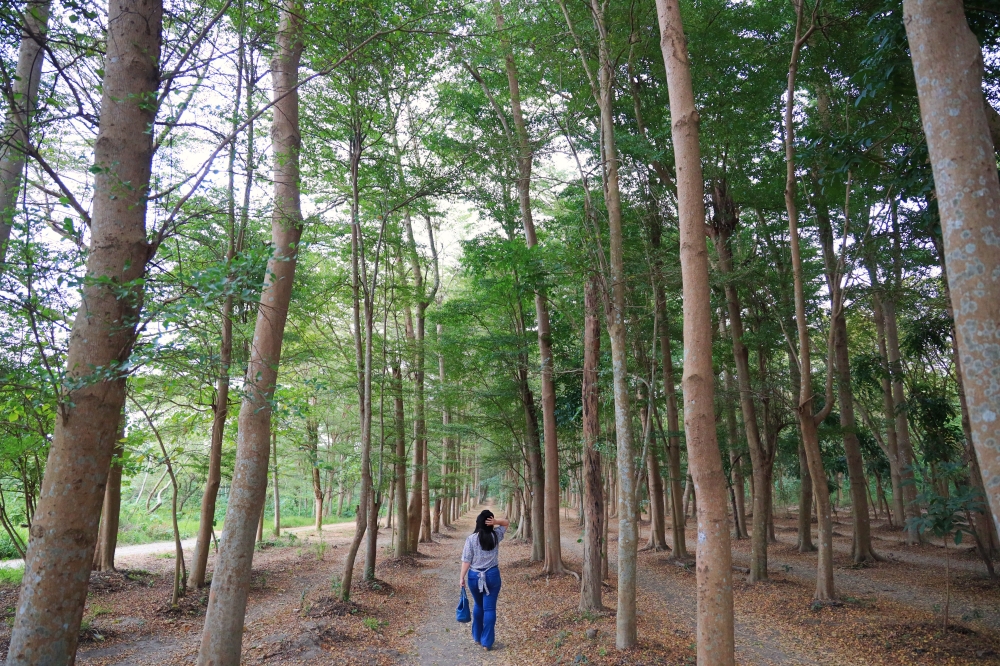 【台南景點】虎山森林步道(虎山林場)近郊秘境拍點，散步健行/婚紗攝影/網美外拍推薦