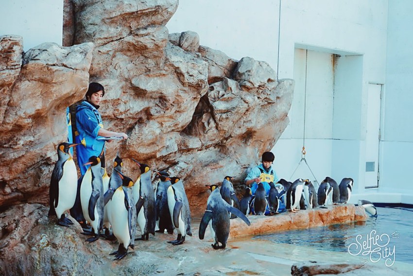 【島根景點】島根Aquas水族館：與超可愛小白鯨水中互動。沒錯我就是水族館控