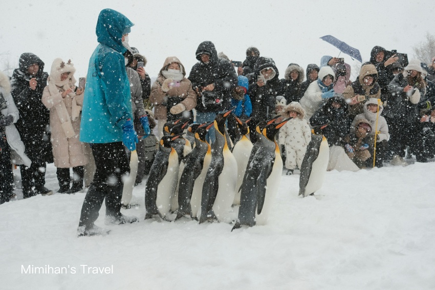 【2025北海道自由行】雪國冬天不開車行程規劃、景點美食、穿著秘訣必備攻略！