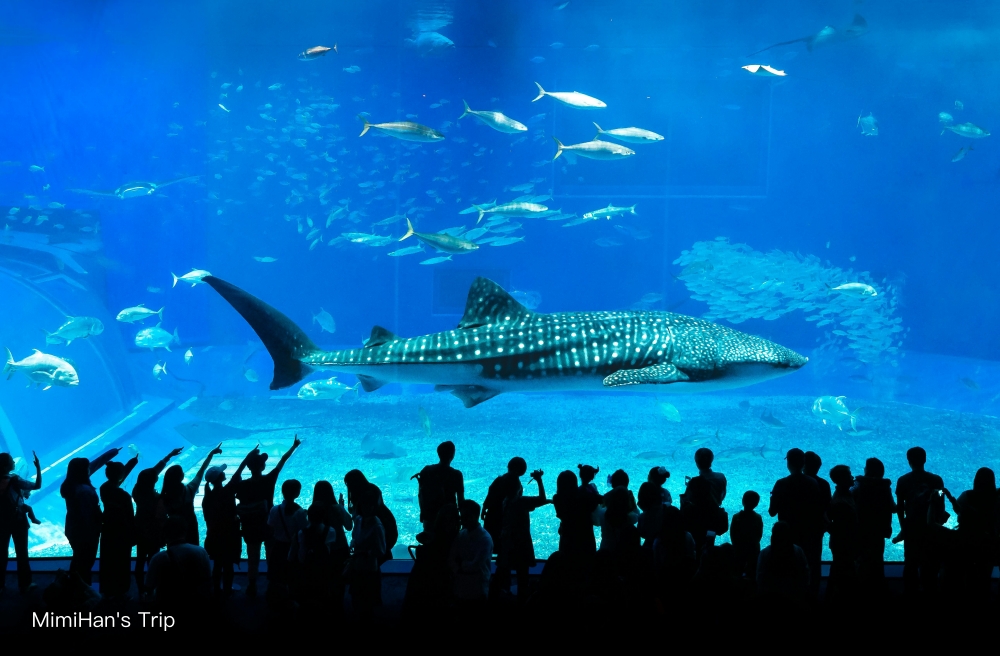 【2025沖繩水族館】美麗海水族館必看重點、門票、交通方式彙整！