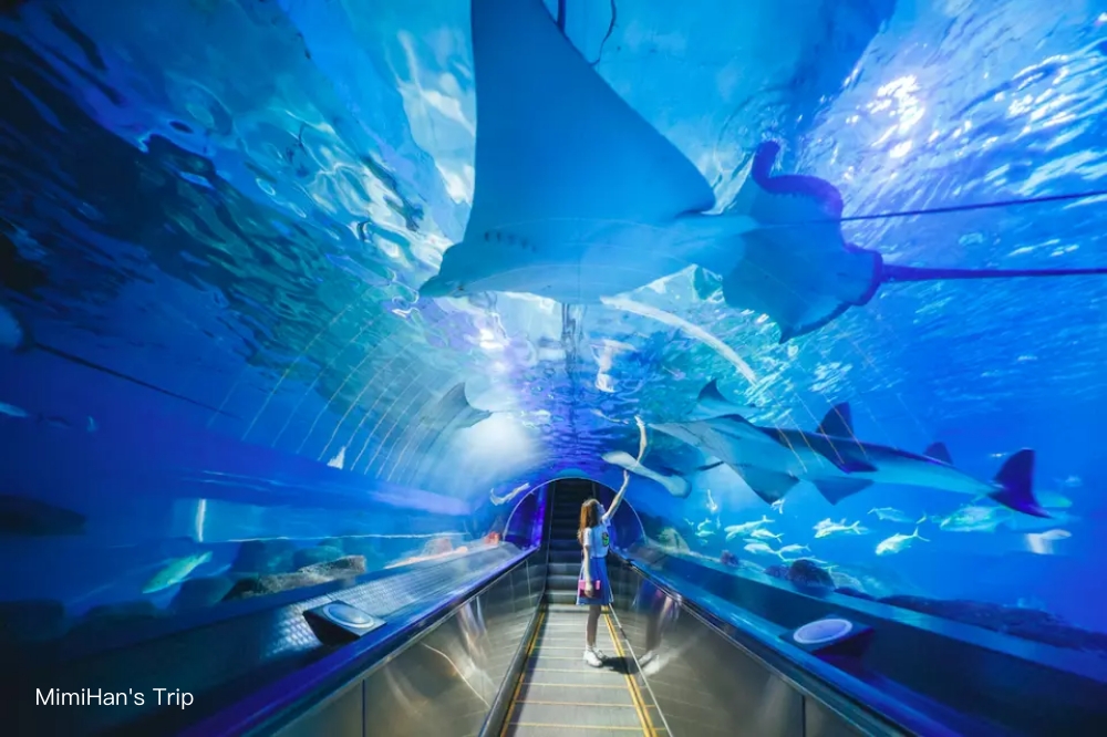 【2025遠雄海洋公園住宿】夜宿花蓮水族館、親子度假、夢幻海景飯店推薦一次看！