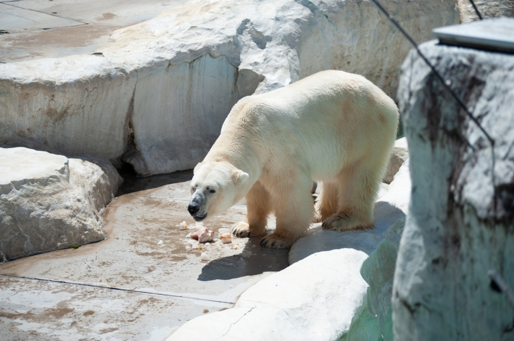 【東京上野動物園攻略】必看動物明星、交通門票與園區地圖一次搞懂！