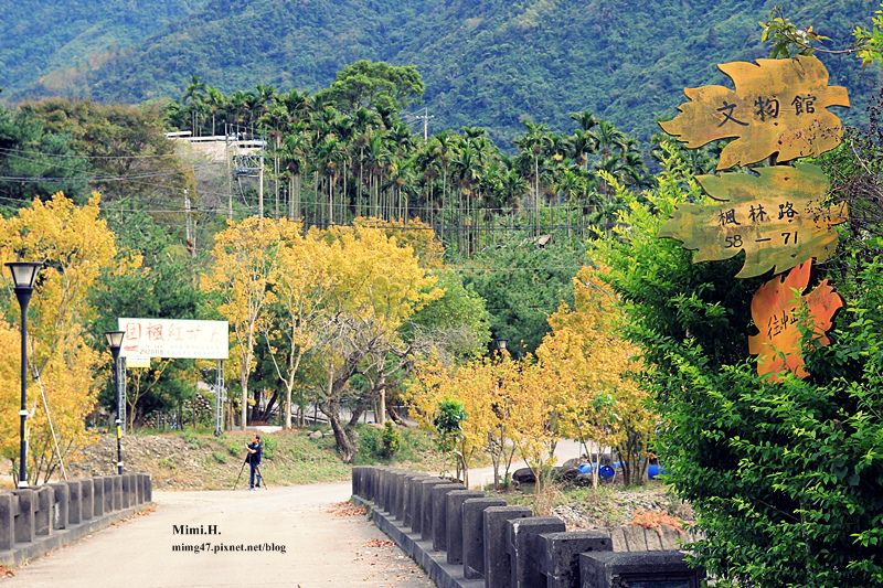 【南投景點】台灣也能賞楓去！南豐村《楓林社區》滿村的黃金楓樹，無料景點，請尊重村民們的生活。