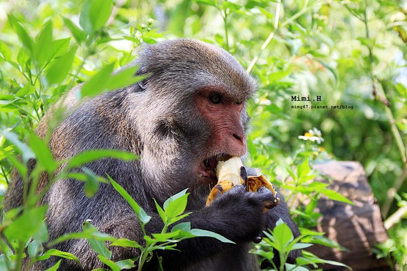 【台南．南化】來場與猴兒們的近距離接觸吧~ 我在「烏山台灣彌猴保護區」