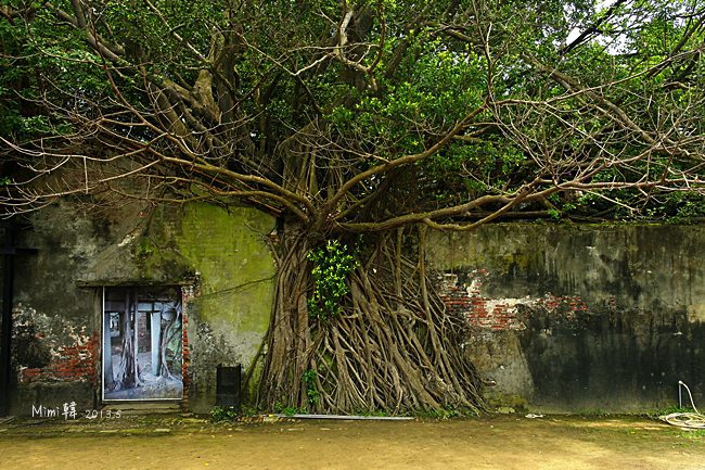 【台南景點】安平樹屋：來安平必遊，感受老榕樹的破壞、共生與堅韌的生命力~